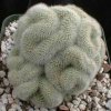 Mammillaria_pilcayensis_cristata